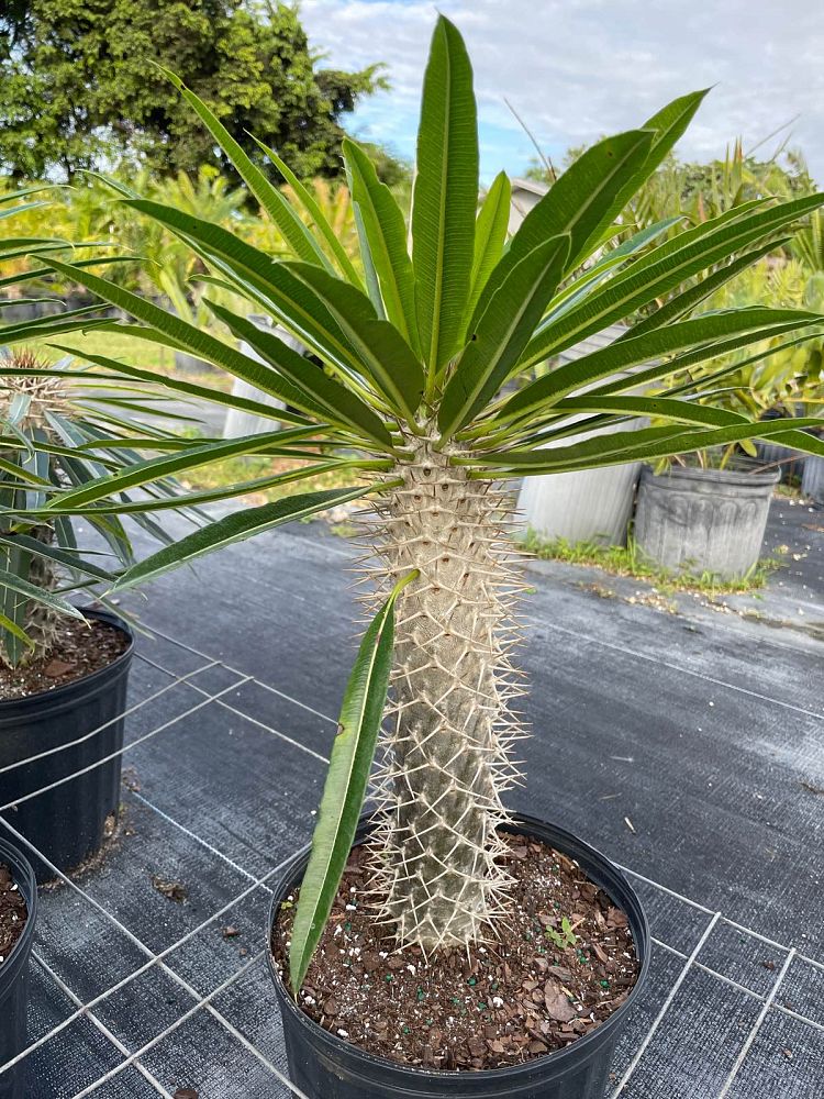 Pachypodium Lamerei (Madagascar Palm) - Imported