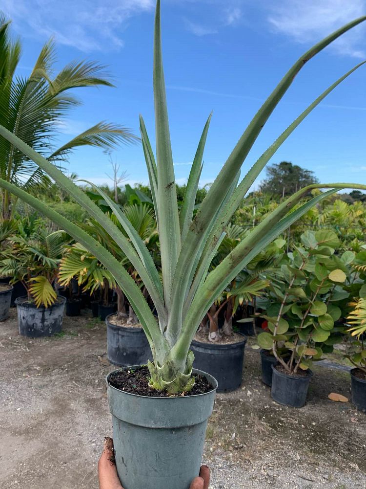 Pineapple (Ananas Comosus) - Imported