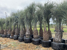 Load image into Gallery viewer, Pindo Palm (Butia Capitata) - Imported
