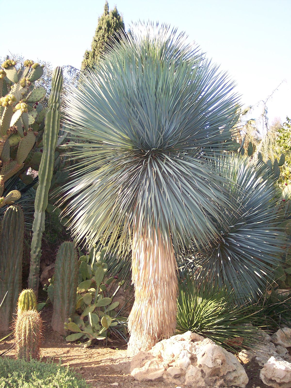 Agave & Yucca – ExoticPlants.ca