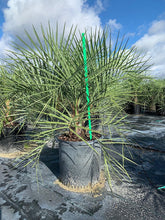 Load image into Gallery viewer, Pindo Palm (Butia Capitata) - Imported

