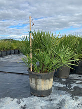 Load image into Gallery viewer, Saw Palmetto (Serenoa Repens) - Imported
