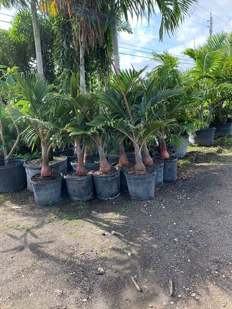 Tropical Palm Trees – ExoticPlants.ca
