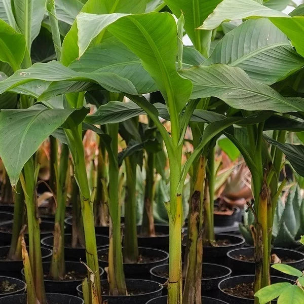 Musa Blue Java IceCream Variegated バナナ苗 Ice Cream Banana (Musa Acuminata Blue Java) - Imported