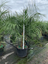 Mule Palm (Butiagrus Nabonnandii X) - Imported