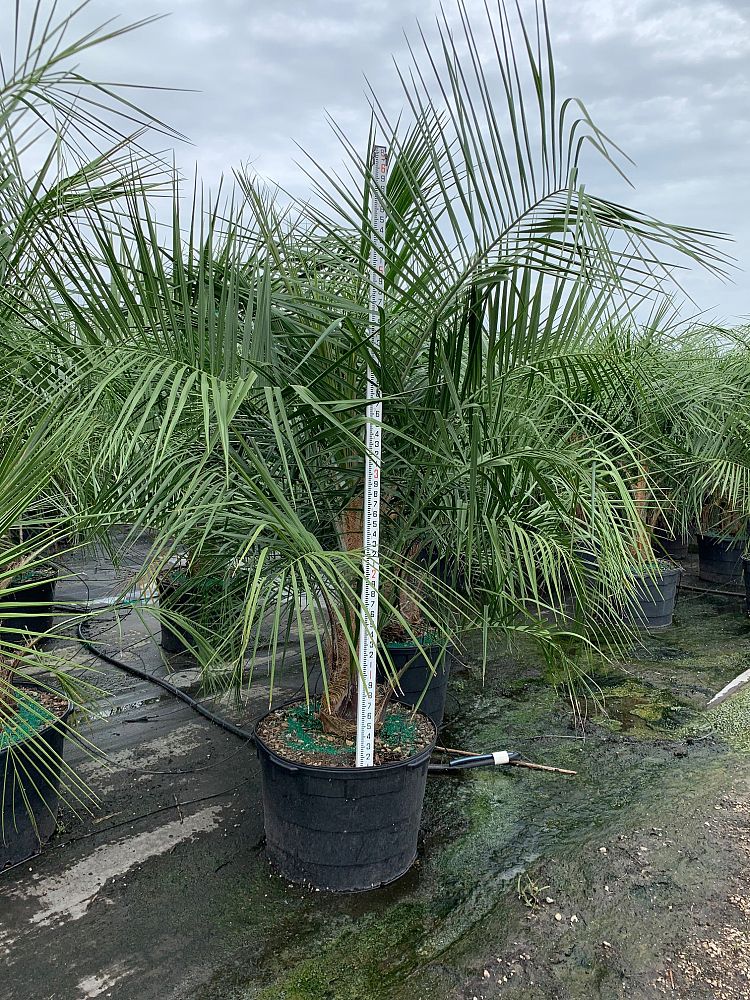 Mule Palm (Butiagrus Nabonnandii X) - Imported