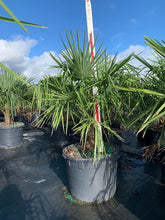 Load image into Gallery viewer, Windmill Palm (Trachycarpus Fortunei) - Imported
