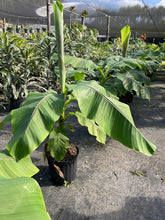 Load image into Gallery viewer, Hardy Banana Plant (Musa Basjoo)
