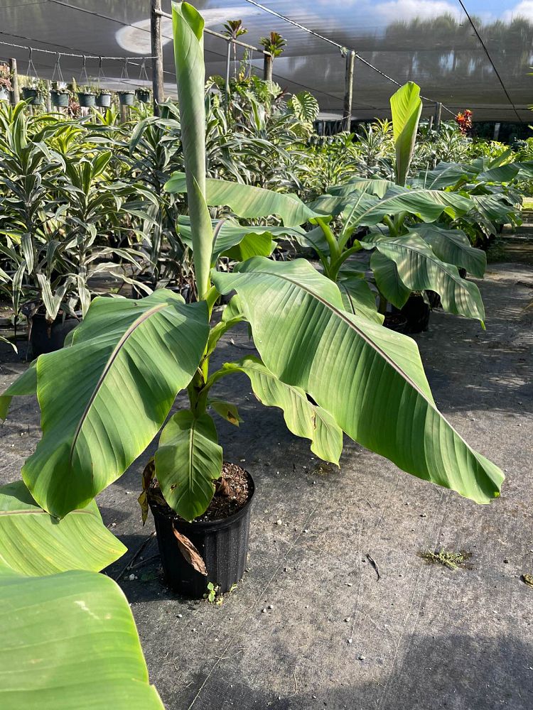 Hardy Banana Plant (Musa Basjoo)