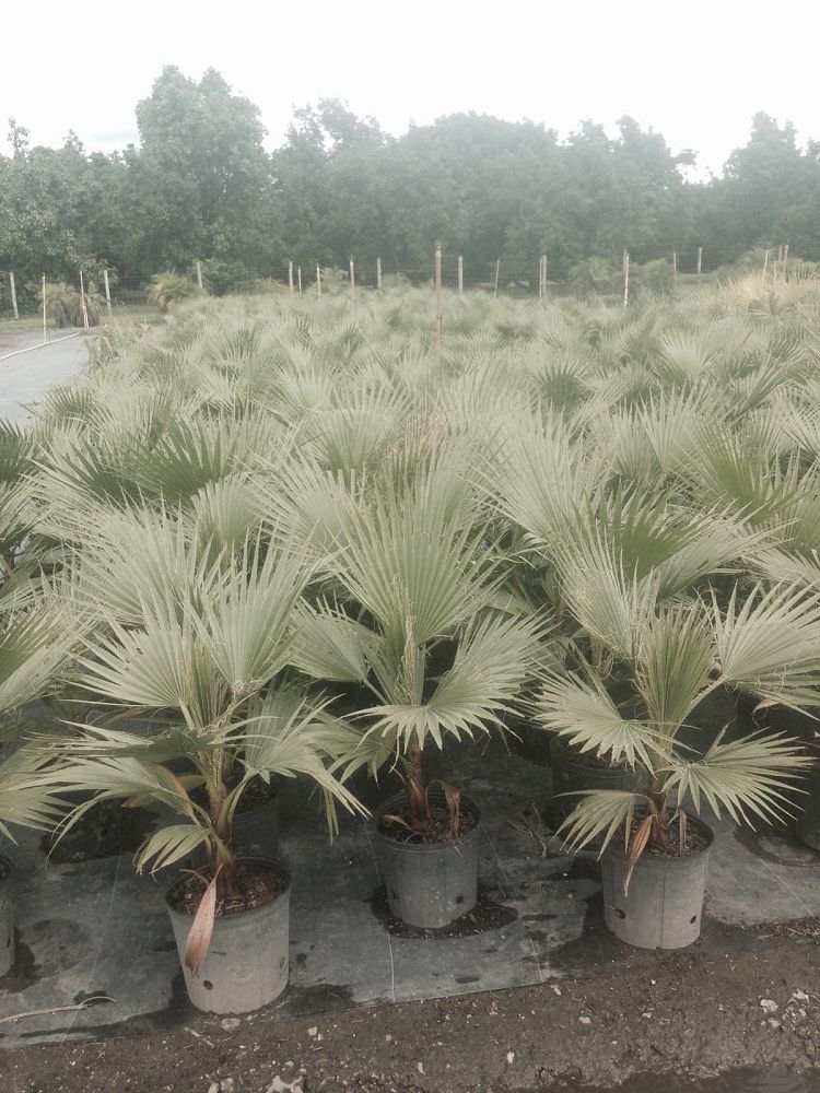 Washingtonia Robusta - Imported