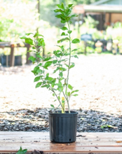 Load image into Gallery viewer, Key Lime (Citrus Aurantiifolia &#39;Key Lime&#39;) - Imported

