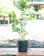 Load image into Gallery viewer, Grafted Key Lime (Citrus Aurantiifolia &#39;Key Lime&#39;) - Imported
