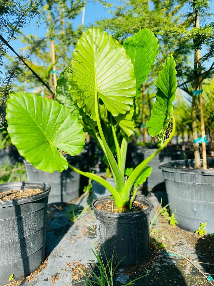 Colocasia Gigantea 'Thailand Giant' – ExoticPlants.ca