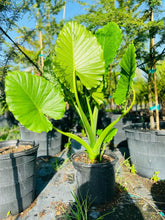 Load image into Gallery viewer, Alocasia &#39;Borneo Giant&#39; - Imported
