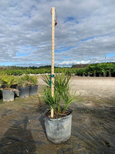 Load image into Gallery viewer, Saw Palmetto (Serenoa Repens) - Imported
