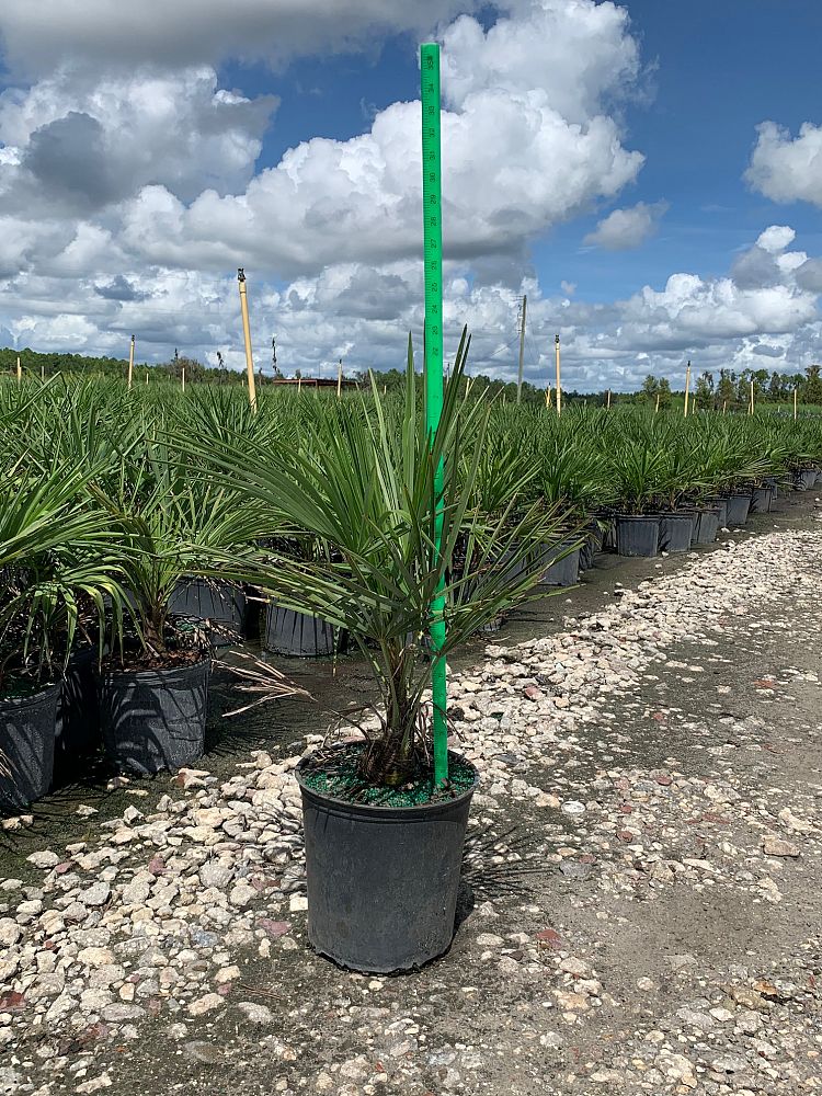 Windmill Palm (Trachycarpus Fortunei) - Imported