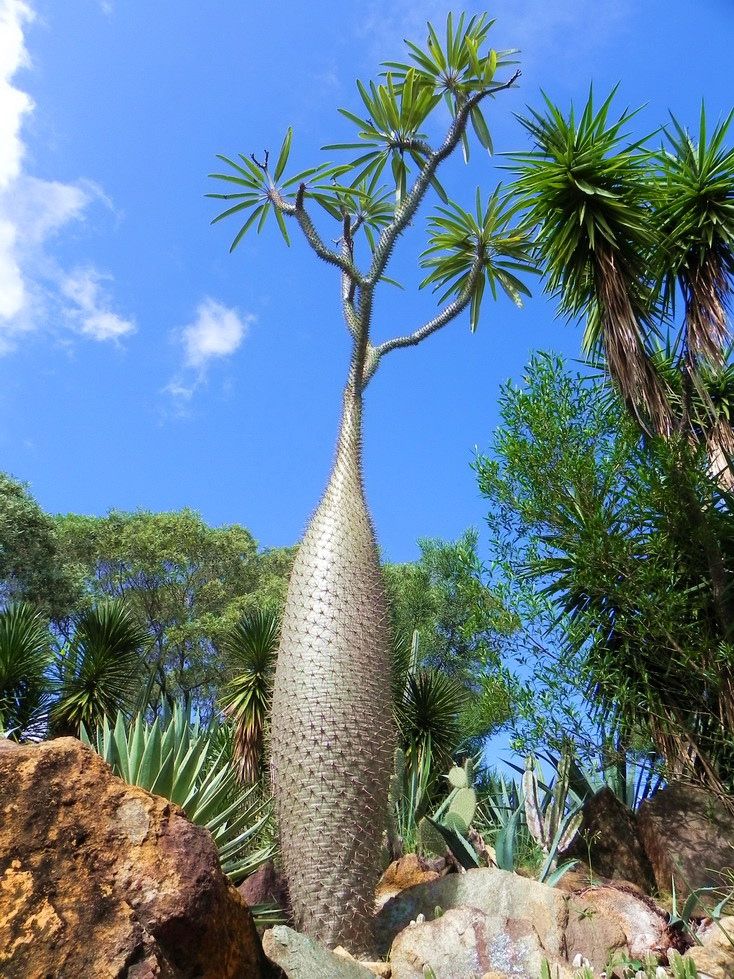 Madagascar Palm (Pachypodium Lamerei) – ExoticPlants.ca