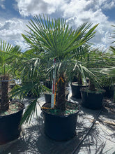 Load image into Gallery viewer, Windmill Palm (Trachycarpus Fortunei) - Imported
