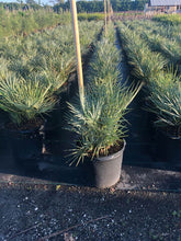 Load image into Gallery viewer, Blue Mediterranean Fan Palm (Chamaerops Humilis &quot;Cerifera&quot;) - Imported
