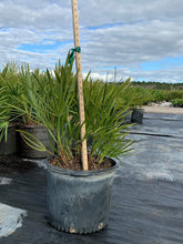 Load image into Gallery viewer, Saw Palmetto (Serenoa Repens) - Imported
