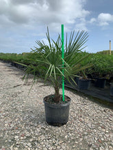 Load image into Gallery viewer, Windmill Palm (Trachycarpus Fortunei) - Imported
