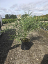 Load image into Gallery viewer, Sylvester Date Palm (Phoenix Sylvestris) - Imported
