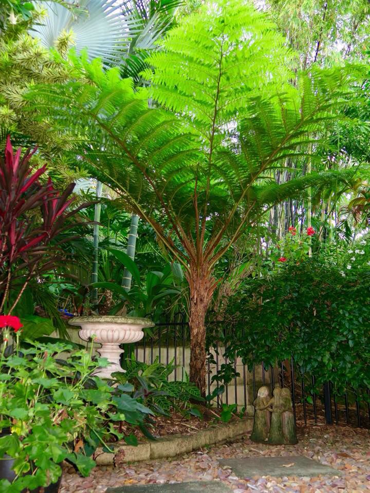 Other Exotic Plants – ExoticPlants.ca