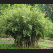 Load image into Gallery viewer, Hardy Clumping Bamboo (Fargesia Rufa) - Imported
