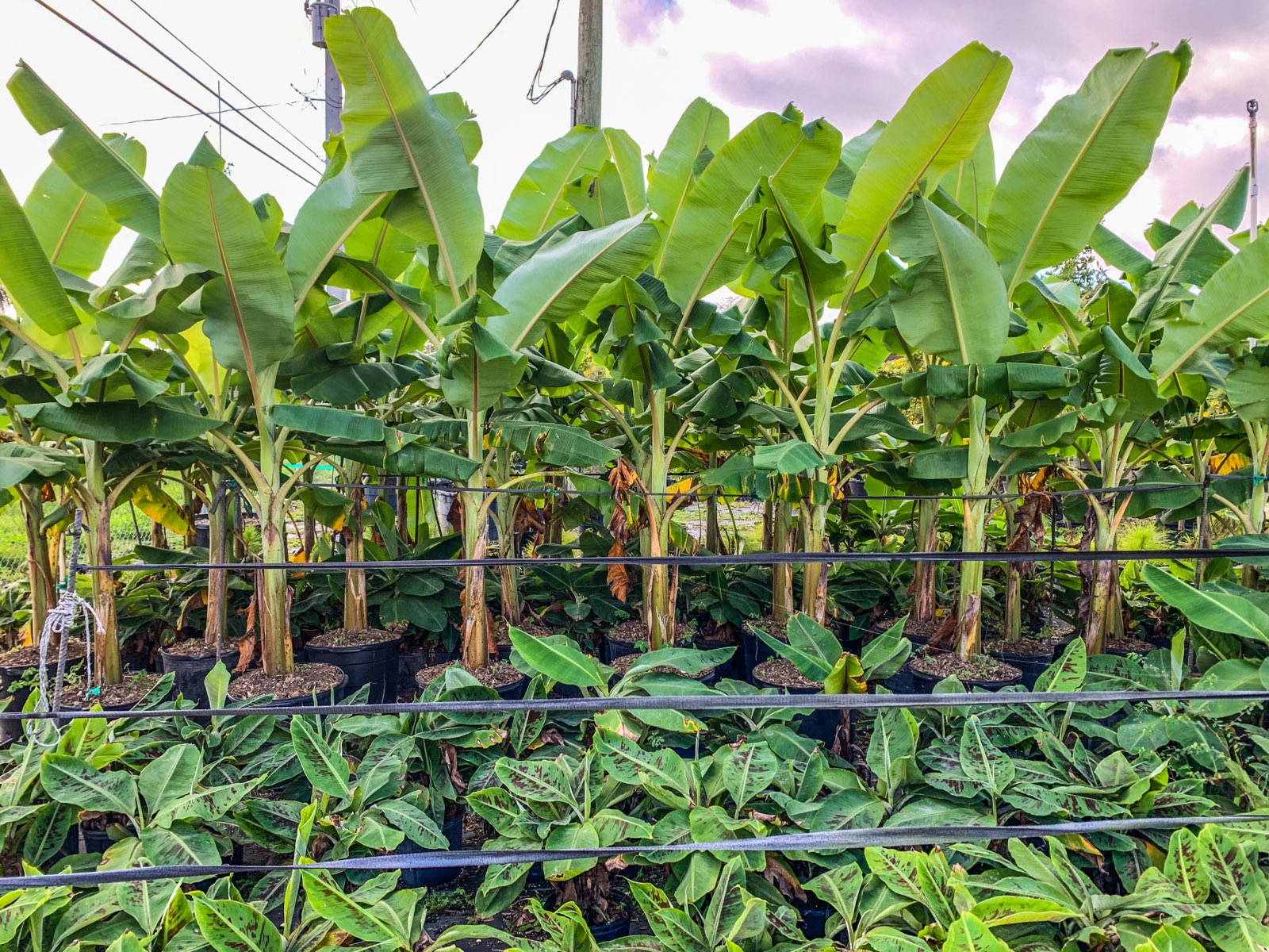 Musa Blue Java IceCream Variegated バナナ苗 Ice Cream Banana (Musa Acuminata Blue Java) - Imported