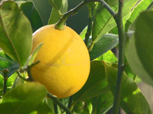 Load image into Gallery viewer, Meyer Lemon (Citrus Limon &#39;Meyer&#39;) - Imported
