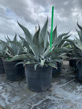 Load image into Gallery viewer, Agave Americana - Imported
