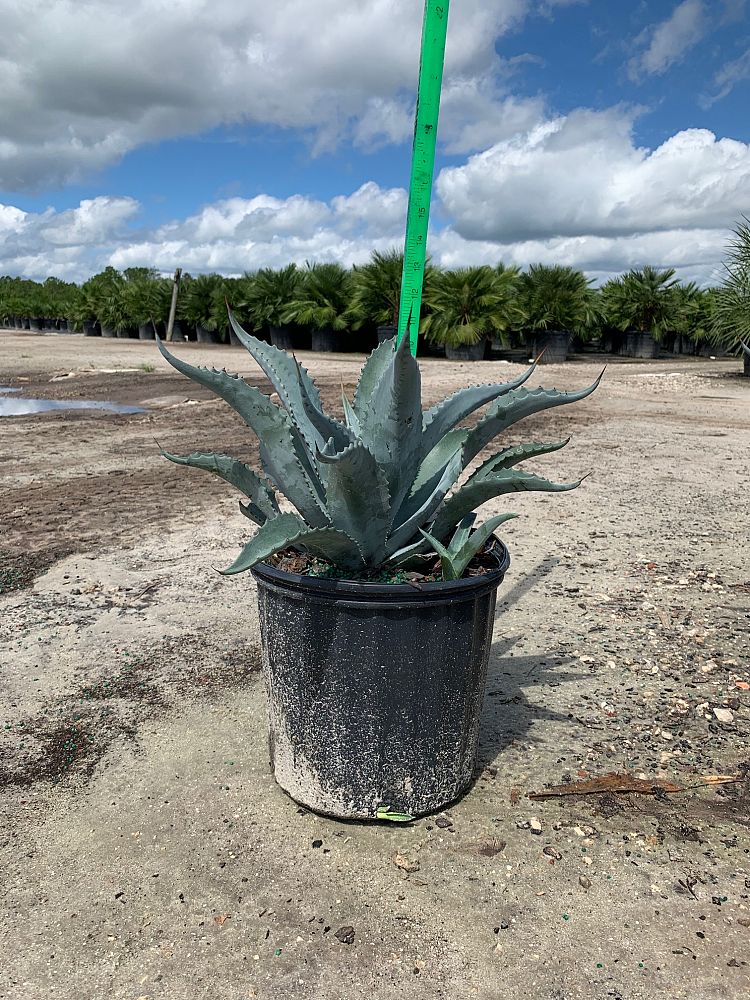 Agave Americana - Imported