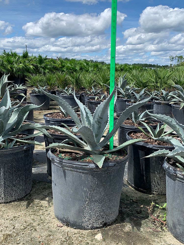 Agave Americana - Imported – ExoticPlants.ca