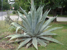 Load image into Gallery viewer, Agave Americana - Imported
