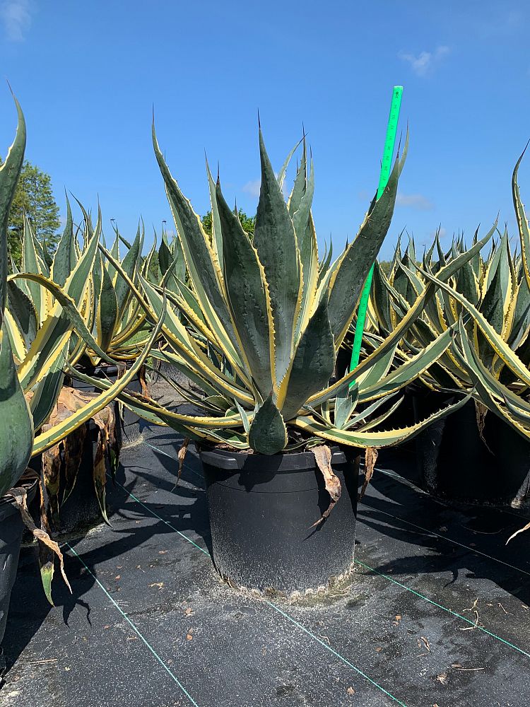 Agave Americana 'Variegata' - Imported – ExoticPlants.ca