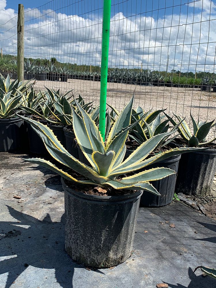 Agave Americana 'Variegata'  - Imported