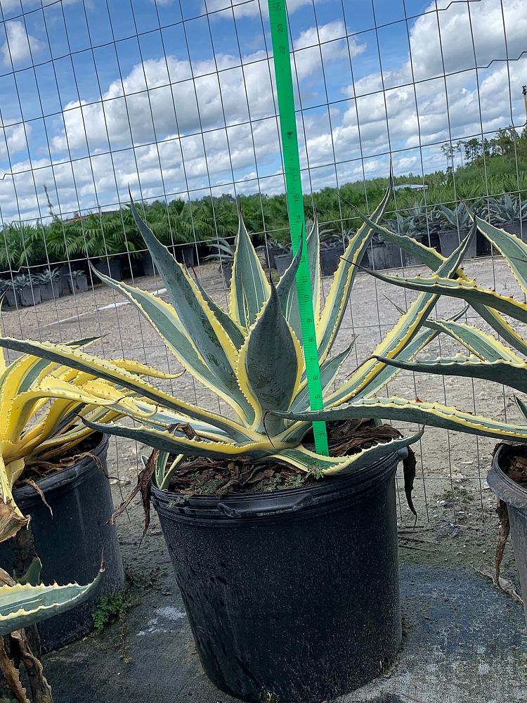 Agave Americana 'Variegata' - Imported – ExoticPlants.ca