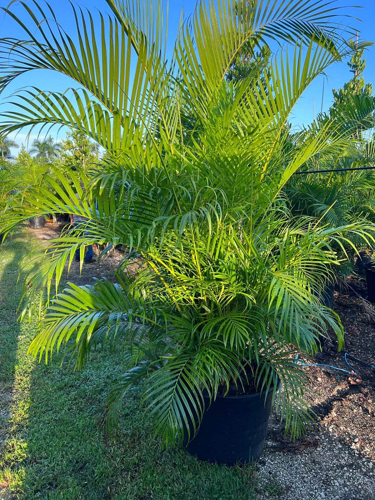 Dypsis Lutescens (Areca Palm) - Imported