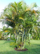 Load image into Gallery viewer, Dypsis Lutescens (Areca Palm) - Imported
