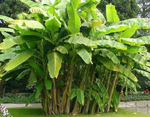 Load image into Gallery viewer, Hardy Banana Plant (Musa Basjoo)
