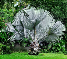 Load image into Gallery viewer, Bismarck Palm (Bismarckia Nobilis) - Imported
