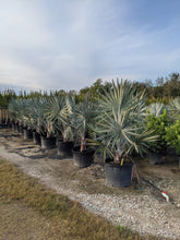 Load image into Gallery viewer, Bismarck Palm (Bismarckia Nobilis) - Imported
