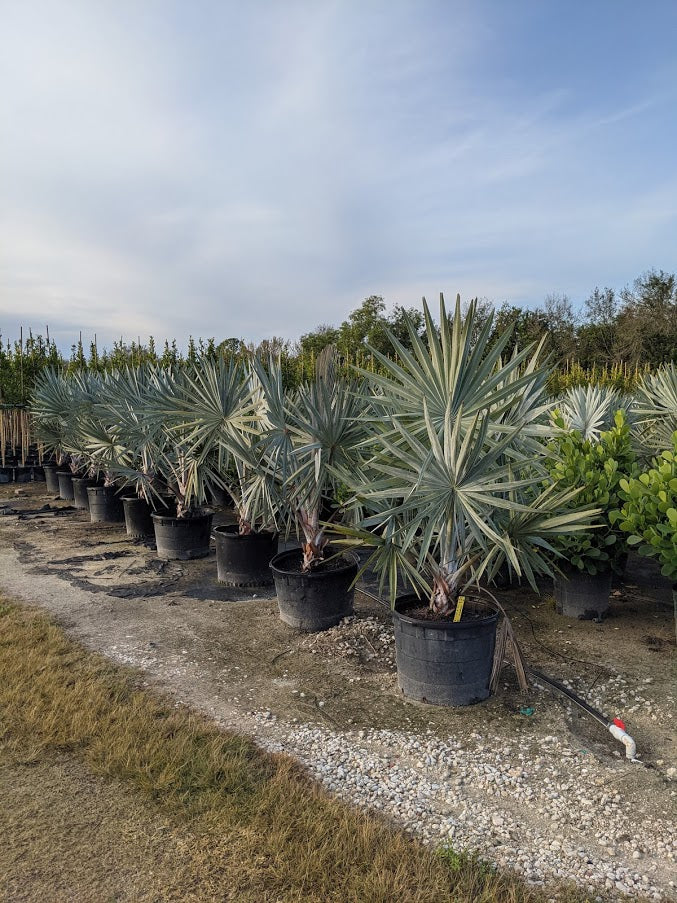 Bismarck Palm (Bismarckia Nobilis) - Imported