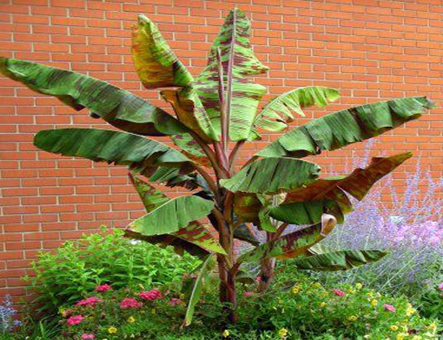 blood banana plant care indoor Blood Banana (Musa Acuminata 'Zebrina')