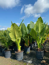 Load image into Gallery viewer, Alocasia &#39;Borneo Giant&#39; - Imported
