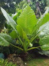 Load image into Gallery viewer, Alocasia &#39;Borneo Giant&#39; - Imported
