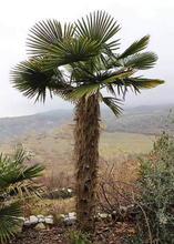 Load image into Gallery viewer, Bulgarian Windmill Palm (Trachycarpus Fortunei &#39;Bulgaria&#39;) - Imported
