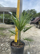 Load image into Gallery viewer, Bulgarian Windmill Palm (Trachycarpus Fortunei &#39;Bulgaria&#39;) - Imported
