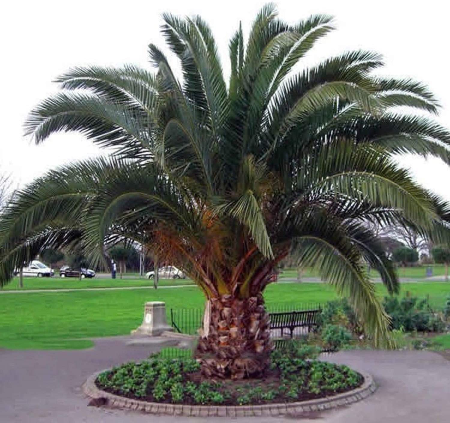 Canary Island Date Palm (Phoenix Canariensis) - Imported Canary Island Date Palm (Phoenix Canariensis) - Imported