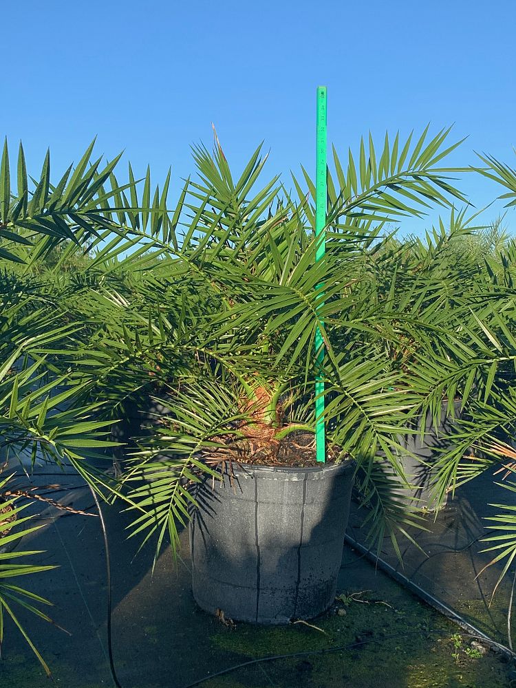 Canary Island Date Palm (Phoenix Canariensis) - Imported Canary Island Date Palm (Phoenix Canariensis) - Imported